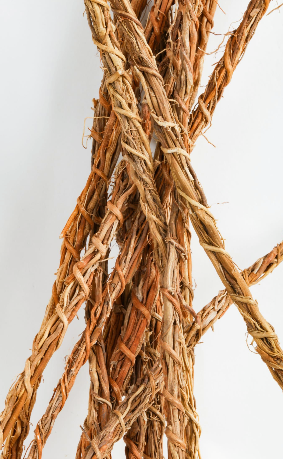 Khamaré/ Gongoli / Racine de Vitivier